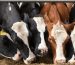 dairy-feed-costs-750x375