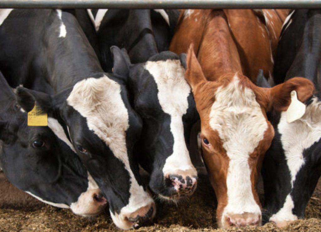 dairy-feed-costs-750x375